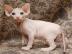 liebevoll Canadian Sphynx Babys