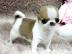 sch�ne Chihuahua Welpen