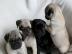 Perfekte Mops Welpen 12 Wochen Alt