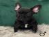 Franz?sische Bulldogge