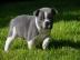 Freiatmende franz.  Bulldoggen Welpen
