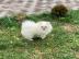 Zwergspitz (Pomeranian) Welpen