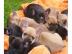 S��er Franz�sisch Bulldogge-Welpen