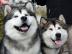 Alaskan Malamute