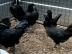 Ayam Cemani H?hner 🐓 und K?ken &a