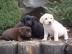 Qualit?t Typvolle Labrador Welpen mit Pa