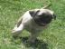 Beautiful Puy puppies