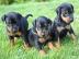 Dobermann-Welpen zu verkaufen