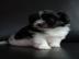 Sch?n Bolonka Zwetna Welpen