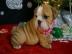 Reinrassige Englische Bulldogge Welpen w