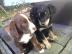 Liebevolle Appenzeller und Labrador Misc