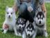 Treffen Sie diese entz�ckenden Pomsky W
