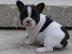 Franz�sische Bulldoggen,Welpen mit Papie