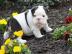 Exklusive Englische- Bulldogge Welpen