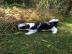 Biewer Yorkshire Terrier Welpe mit Ahnen