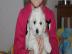 Wundersch�ne Bichon Frise Welpen