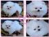 * Pomeranian Zwergspitz * mini Welpen re