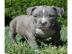 XL / XXL American Bully Welpen der Extra