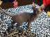 Sch�ne Sphynx K�tzchen