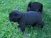 Wundersch�ne Mini Mops Welpen Schwarz Un