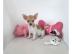 Wundersch�ne chihuahua welpen