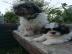 Shih Tzu / mini maltesische Welpen
