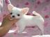 Super bildh�bsche Chihuahua-Welpen mit
