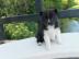 Pomsky welpen