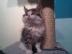 SEHR SCH�NE MAINE COON katzen!