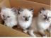 Wundersch�ne Ragdoll-Katze mit Flashpoi