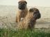 super s��e Shar-Pei Welpen zu verkaufen