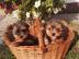 Yorkie welpen R�den & H�ndinnen