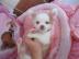 S��e (Tea-CupChihuahua) Welpen
