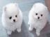 Pomeranian-Zwergspitz Welpen