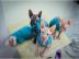 verkaufe 2 Canadian Sphynx Kitten