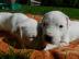 Dogo Argentino schone Welpen