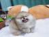 Reinrassige Pomeranian Zwergspitz Welpen
