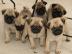Zuckers??en Mops Welpen zu verkaufen