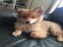 Pomsky Welpen zu verkaufen