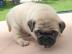 S��e kleine reinrassige beige Mops Wel