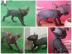 K�tzchen Kanadischer Sphynx mit Stammbau