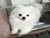 (Pomeranian)Welpe Watzap :+491732426064