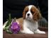 Welpen Cavalier King Charles Spaniel