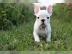 Franz?sische Bulldogge