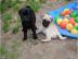 Rassige Mops - Welpen