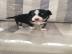 entz�ckende Chihuahuawelpen