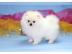 Wundersch?ne Pomeranian/ Zwergspitzwelpe