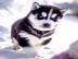 Ausgezeichnete Siberian Husky-Welpen