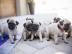S??e kleine Mini Mops welpen suchen ein