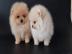 Exclusive Pomeranian Zwergspitz Welpen B